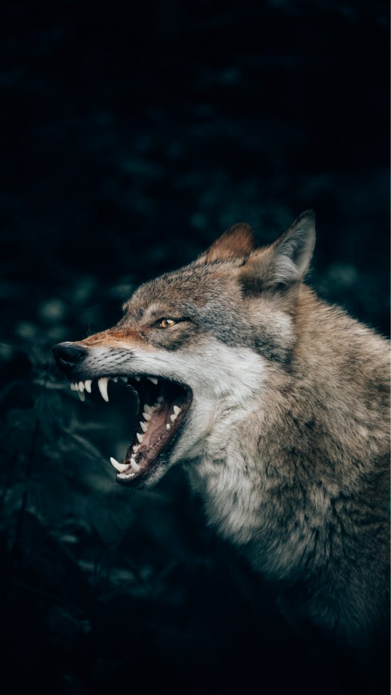 Papel de parede de lobos para iPhone