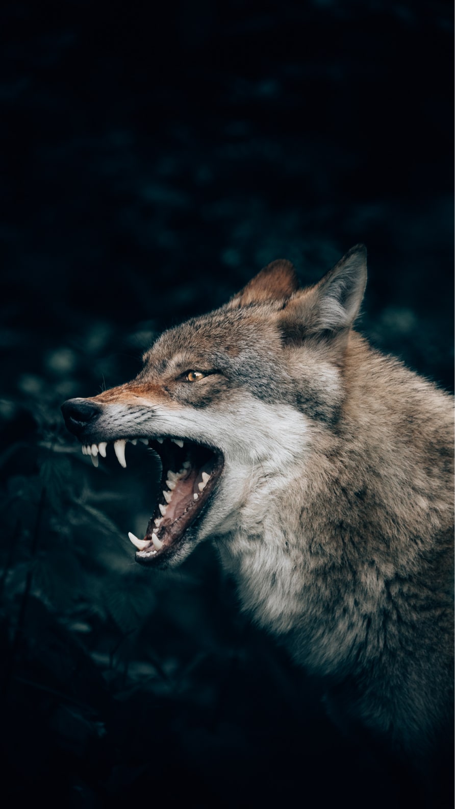 iPhone wallpapers featuring wolves