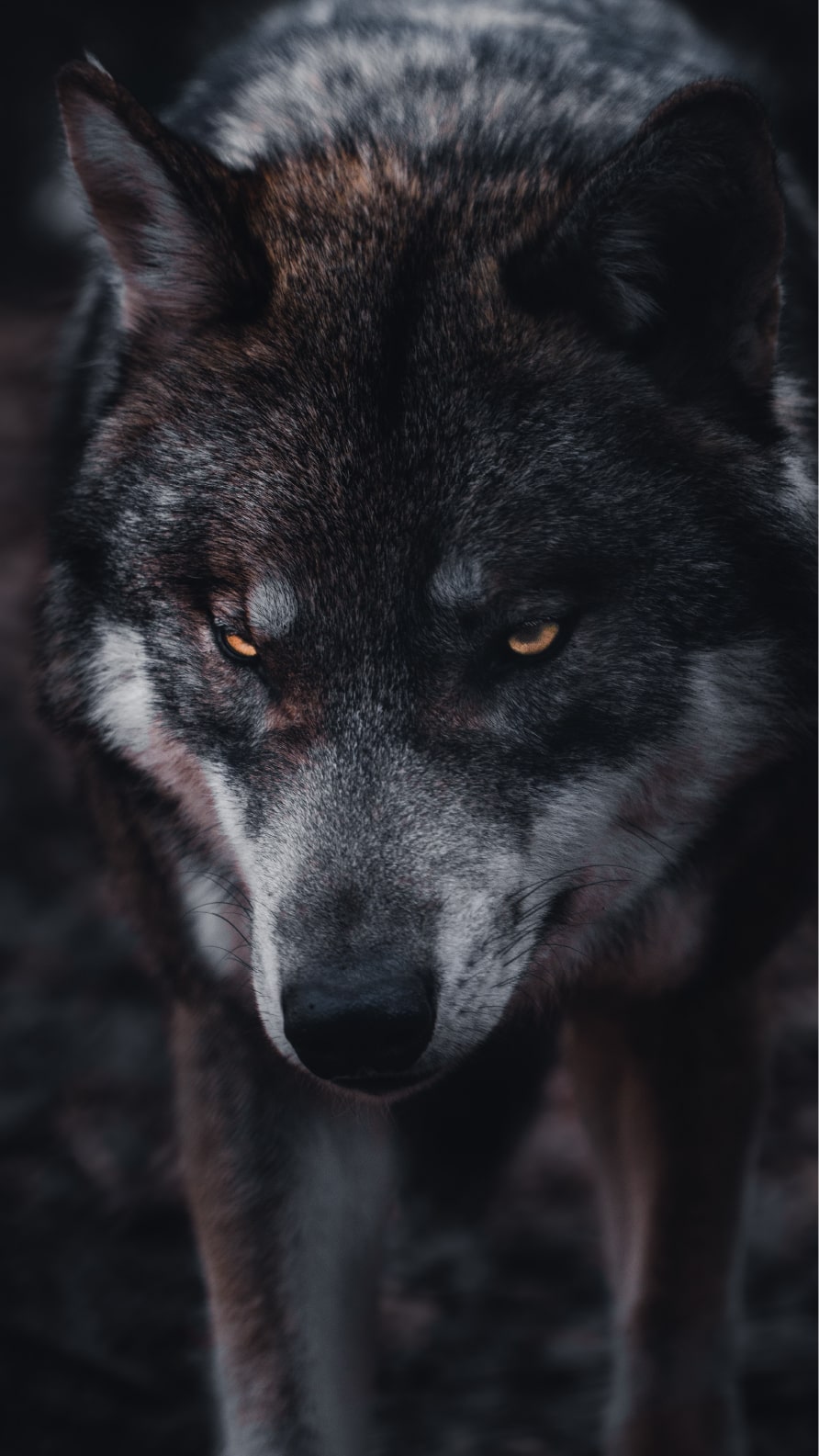 Fonds d'écran iPhone de loups