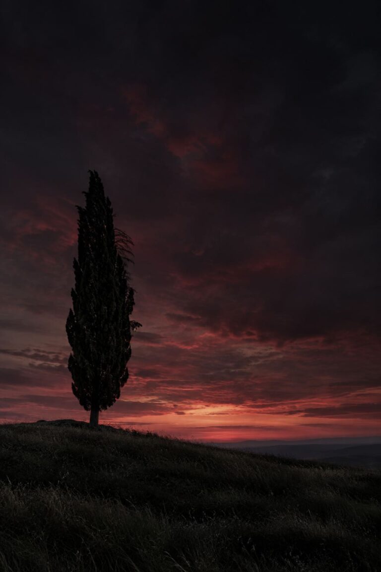 Fondo de pantalla aesthetic negro cipres crepusculo