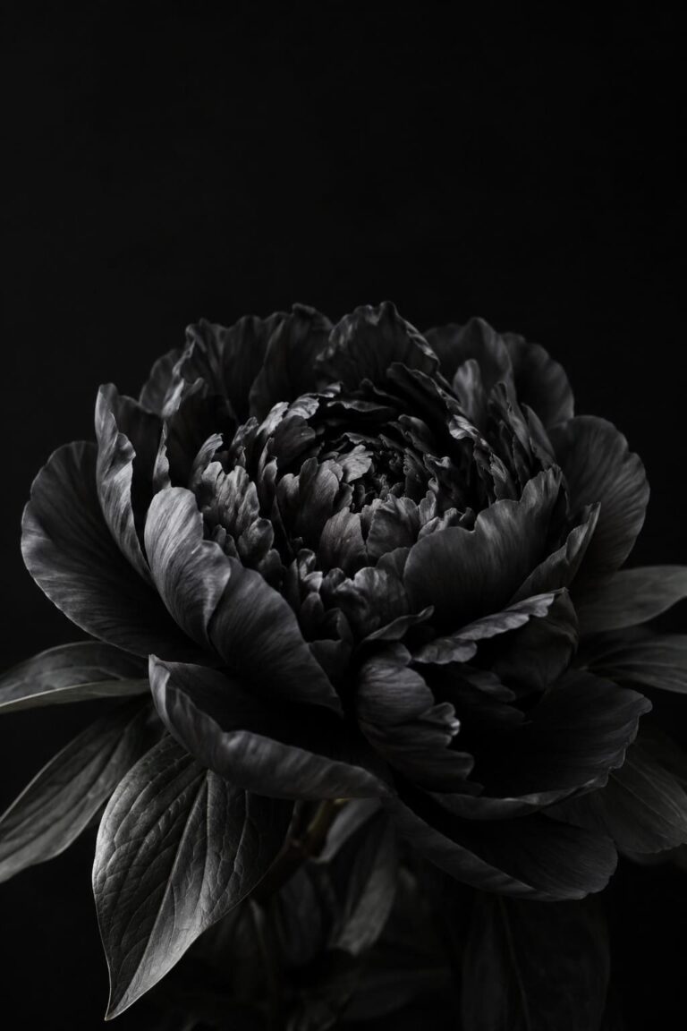 Fondo de pantalla aesthetic negro peonia oscura